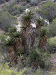 Yucca 4378v